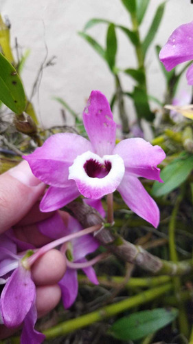 Orquídea Dendrobium - Tipo 2 - Kit Com 2 Keikis (mudas)
