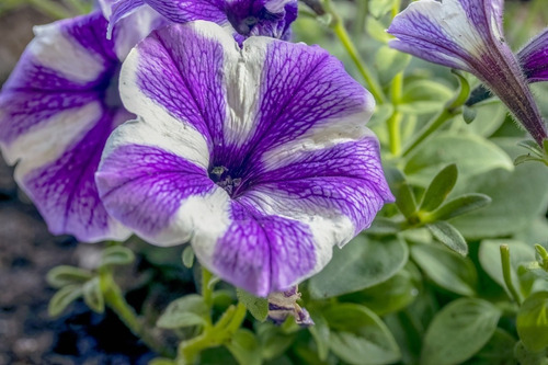 200 Semillas De Petunia Pastel