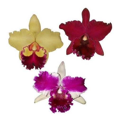 Orquidea Cattleya Hibrida Amarela | MercadoLivre 📦