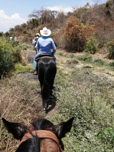 Precioso Caballo 1/4 De Milla
