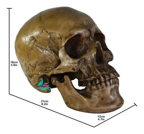 Cráneo Grande Humano Resina , Calavera Mandíbula Articulada