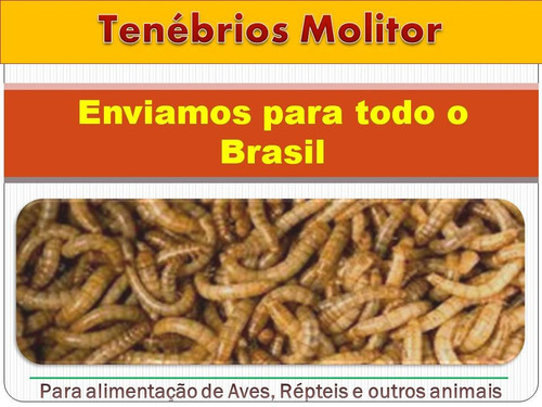 Tenébrio Molitor 10.000 Larvas Vivas - Fazenda De Insetos
