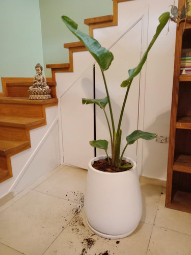 Planta Strelitzia Nicolai De 1 M - Belleza Tropical