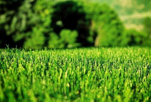 Semillas Césped 5 Kg Siempre Verde 4 Estaciones Premium