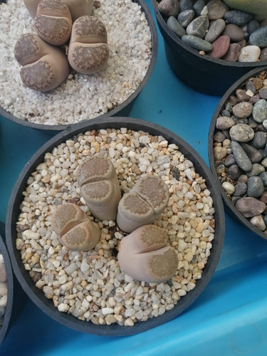 Lithops 4 Cabezas Maceta 5 Pulgada Piedra Viviente Suculenta