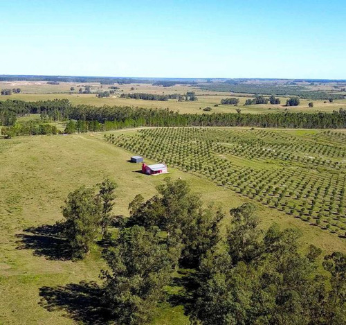 Campo En Venta En Punta Del Este (ref: Atm-5648)