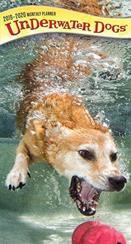 Bro 2019  Calendario De Pared Para Perros Bajo El Agua, 2 An