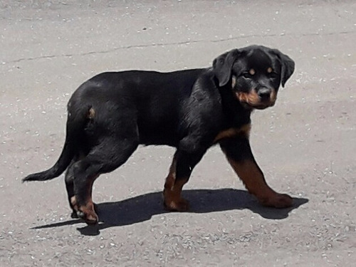 Rottweiler Macho Disponível Filhote
