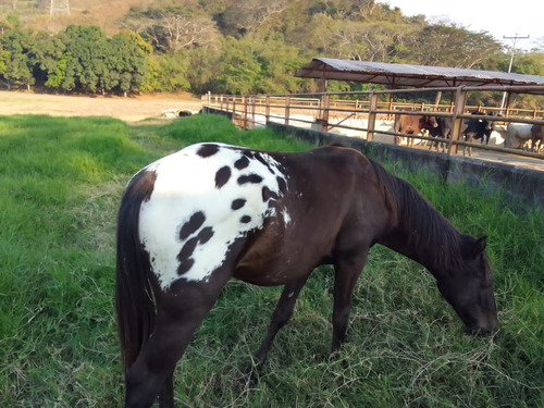 Se Vende Granja En El Estado Carabobo Ve02-1321carab-mtru