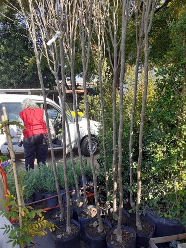 Imagen 4 de 5 de Arbol Fresno Rojo 20lts