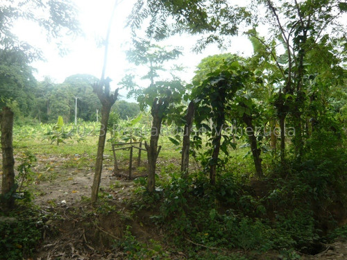 Imagen 23 de 30 de ( Terreno O Finca Agro Ecologica En Venta Chivacoa Sector Charay. Sorte 23-31244 As-1