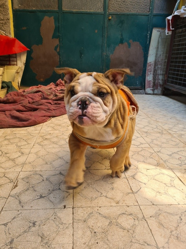 Imagen 9 de 10 de Bulldog Inglés Hembra / Cachorra De 3 Meses