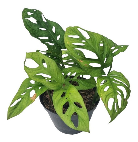 Monstera Adansonii Planta Rara Para Colecionadores + Vaso   