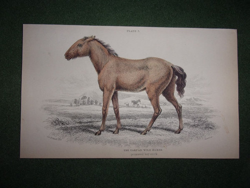 Caballo The Tarpan Wild Horse Grabado De 1833