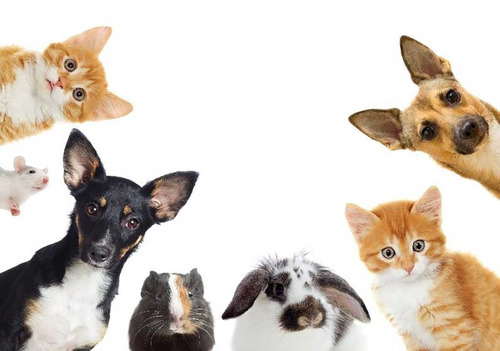 Imagen 6 de 9 de Eutanasia Y Cremación De Todo Tipo De Mascotas. A Convenir