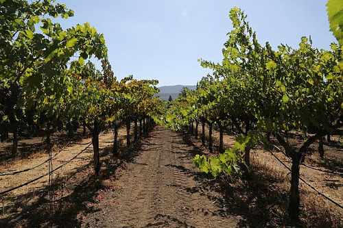 Invest In A Dream Vineyard In The Maule Valley, Chile