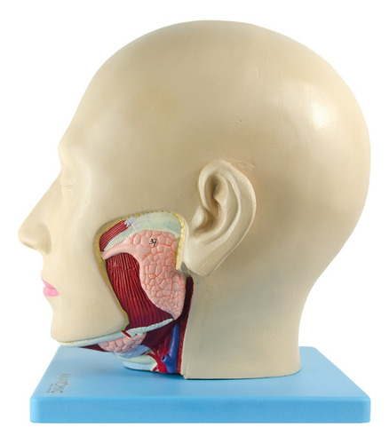 Cabeça Humana Com Caixa Craniana Em 4 Partes