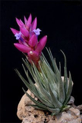 18 Mudas De Bromélia Tillandsia Aeranthos - Flor Roxa E Anil