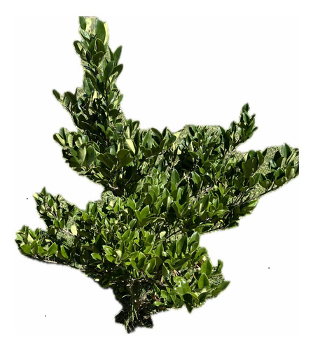 Oleo Texano Verde