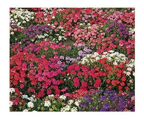  Ideal Florist Mix  Verbena Seeds - Colores Mixtos Para Zona