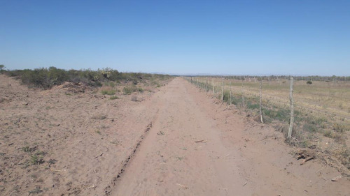 Imagen 19 de 20 de Campo En Venta 400 Ha - Colonia Elena- San Rafael - Mendoza