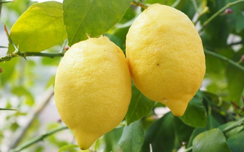 Imagem 3 de 5 de Limão Siciliano Mudas Enxertadas Grandes Produz Rápido