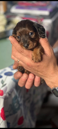 Vendo Cachorros Salchichas Exelentes Ejemplares
