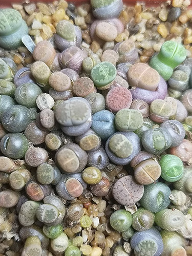 Lithops 100 Semillas Y Kit De Germinación (varias Especies)