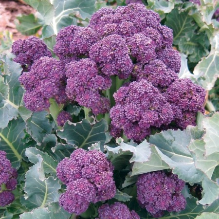 100 Sementes De Brócolis Purpura Roxo Broccolis Brocoli