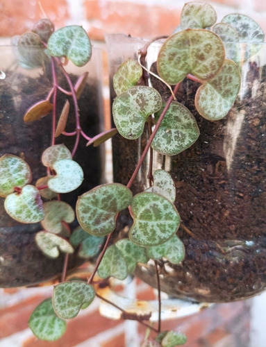 Imagen 3 de 6 de Planta Ceropegia, Corazón De Maria De Jesus, Organica Grande
