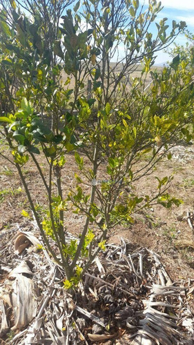 Imagem 13 de 22 de Chácara Repleta De Árvores Frutíferas - Ch0032