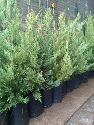 Leylandii, (consulte Por Diferentes Tamaños, Hay Stock.).-