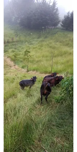 Venta Finca De 35he En La Cumbre, Valle Del Cauca 10199.