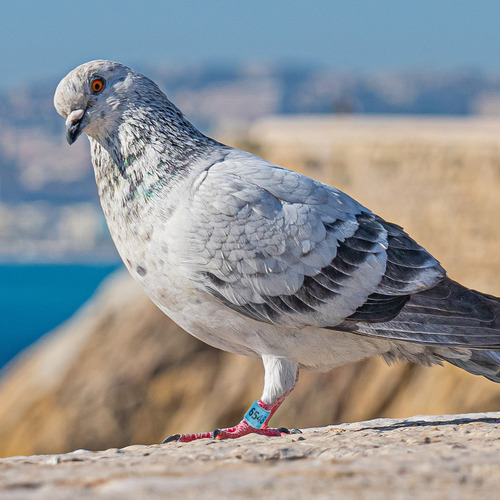 Anel De Identificação Ctr Ring Homing Pigeon Anel Para Perna
