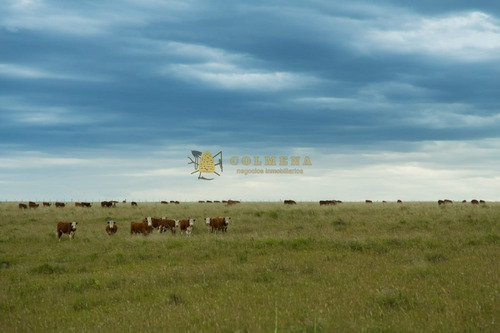 Campo De 86 Has Ganadero, Cuenta Con Tajamar Y Costa De Arroyo. Consulte!!!!!!- Ref: 2366
