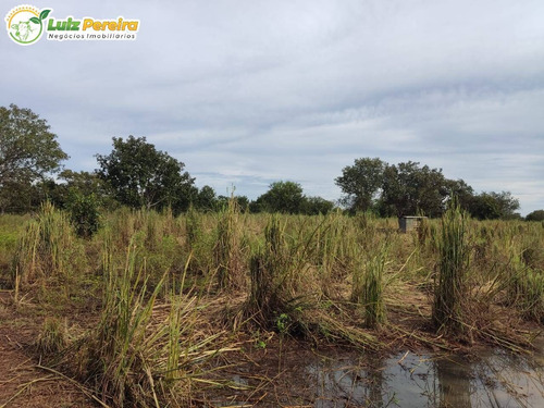 Imagem 2 de 15 de Fazenda À Venda Em Santa Maria Das Barreiras - Pa - 977,58 Hec. (d.aptidão) - 2278