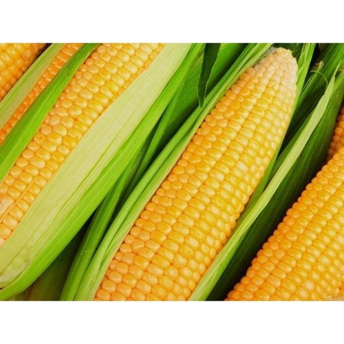 Milho Ag1051 -seminis - 5kg Milho Doce Ideal Para Pamonha