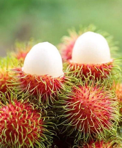 Rambutan Enano ( Frutal ) Crecimiento Rapido