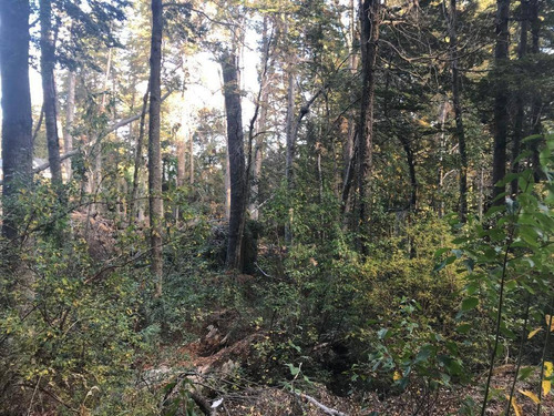 Imagen 8 de 27 de Lote De 3.079m2 En Bº Calfuco A Metros Del Lago Nahuel Huapi, Villa La Angostura