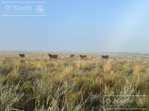 Campo De Cría/recría 74.000 Has. Para 8800 Madres, Armado En Mendoza