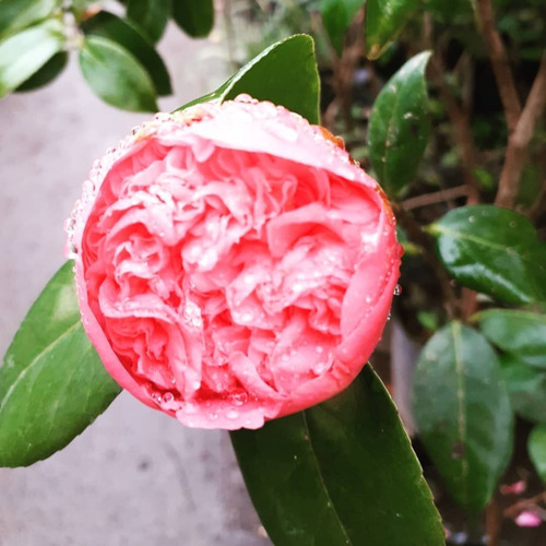 Camellia Japonica (camelia, Camelio Común) 7lts