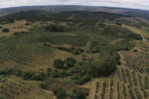 Imagen 28 de 30 de Campo Ovicola En Garzon - 212 Hectareas