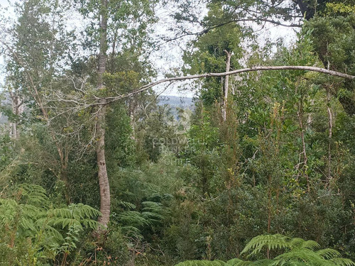 Parcela De 5000m2, Con Rol Propio D1, En Carretera Austral
