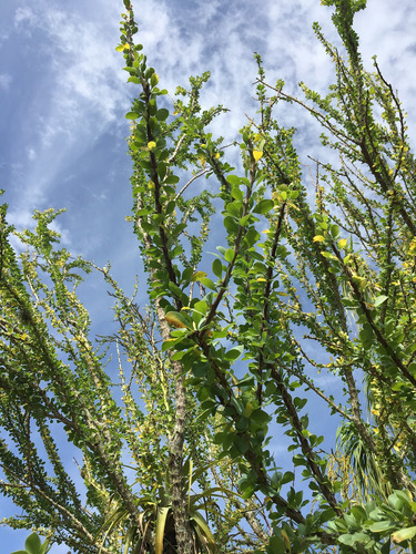 1 Planta De Ocotillo | Arbusto Del Desierto, Colibríes