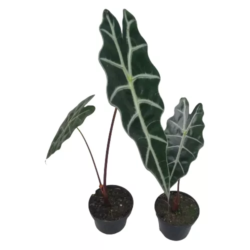 Cara-de-cavalo (Alocasia sp.)  Plantas, Idéias de jardinagem