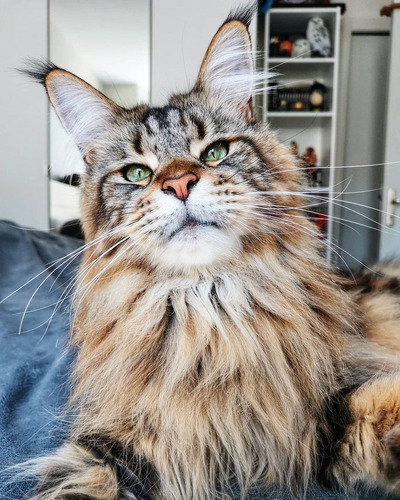 Gatos Maine Coon