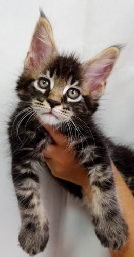 Filhote De Maine Coon Blackblotched