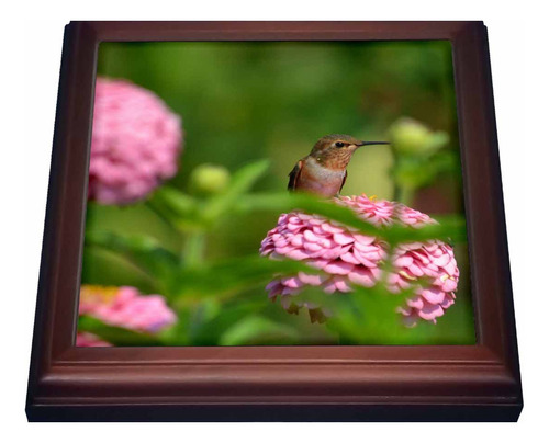 Ps Flor  Pink Zinnia Fotografia Colibri Peeking Verano