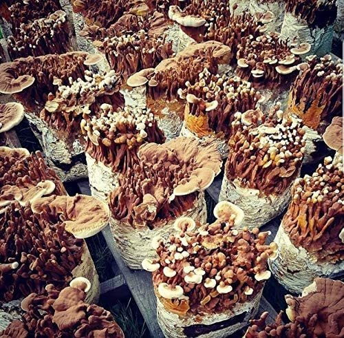 100 Gramos / 4 Onzas De Red Hongo Reishi Freza Micelio Para