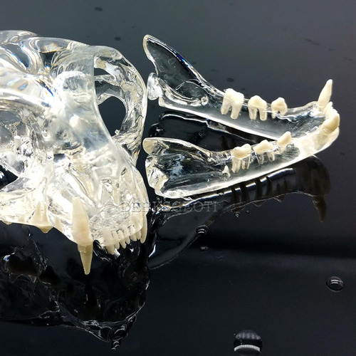 Modelo Anatómico Dental De Cráneo Felino Para Clínica